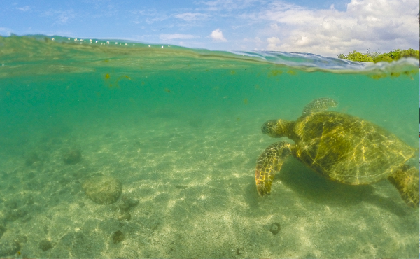 A giant tortoise swims offshore near the Galápagos Islands, Ecuador.