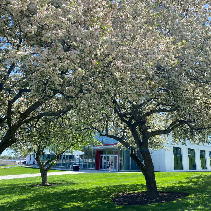 White-blossomed trees in the middle of the campus quad.