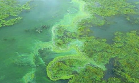 Algae in a body of water, algal blooms have made the water appear to have a green scum on its surface. 