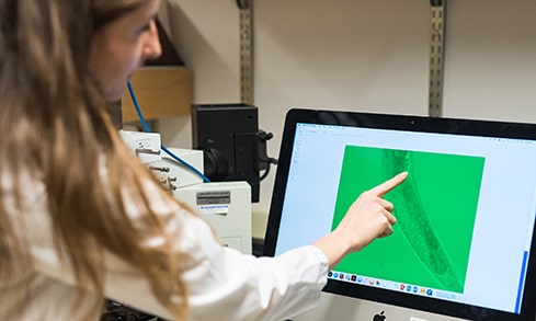 A biology student is pointing and looking at worm genetics on a screen. 