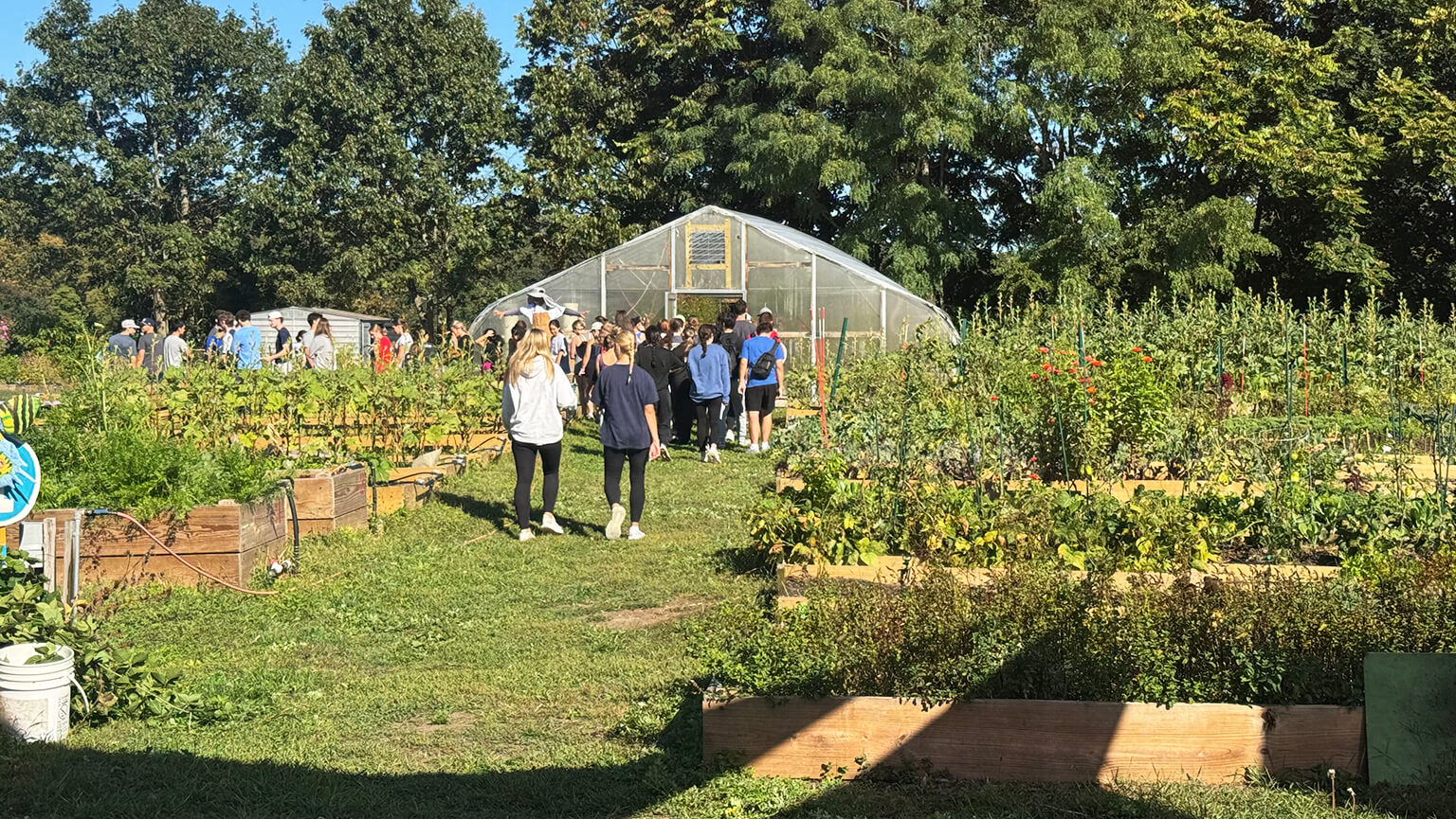 A group of people explore a garden abundant with diverse plants and fresh vegetables.
