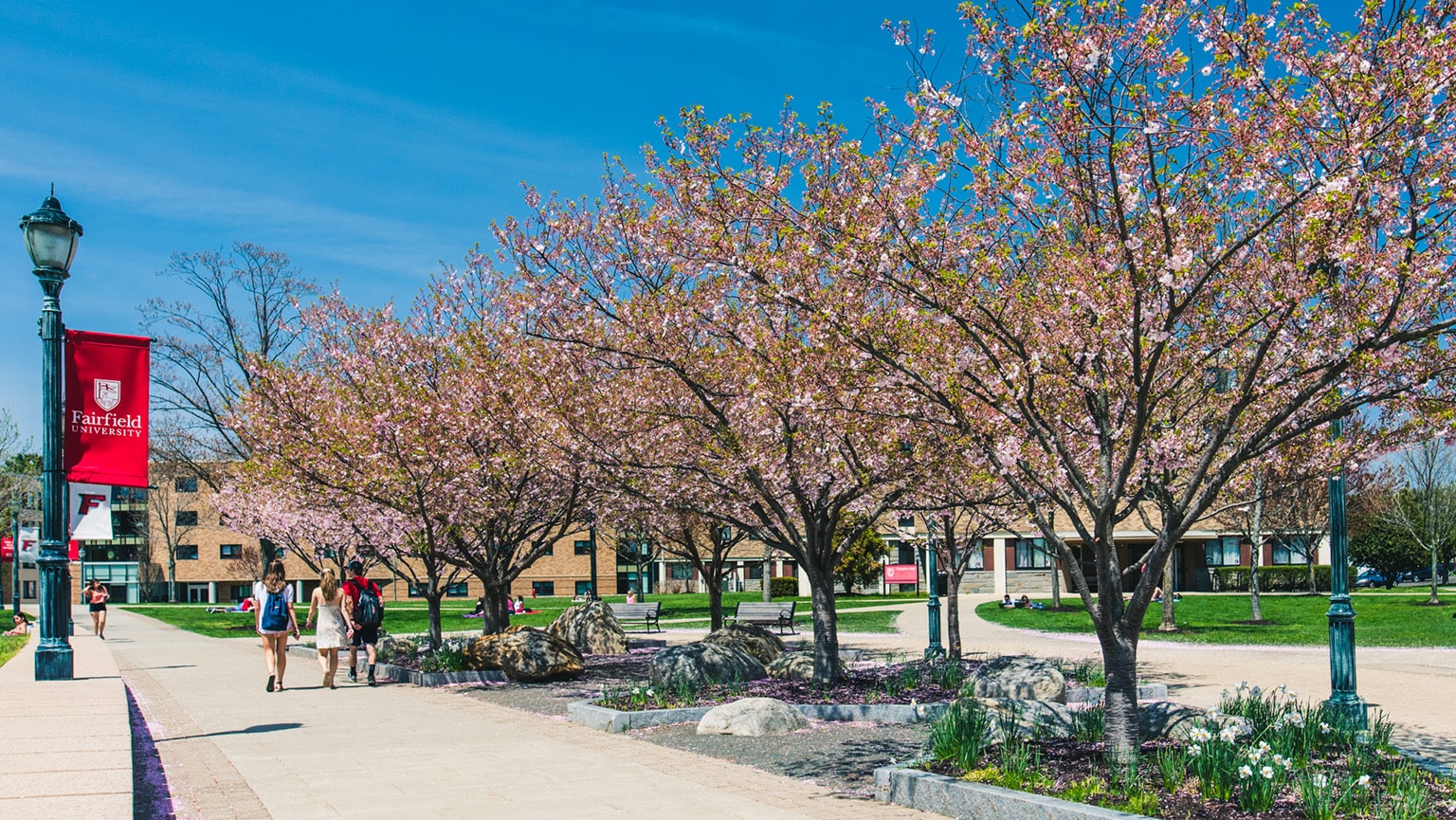 Campus cherry blossom trees in full bloom on a bright and sunny spring day.