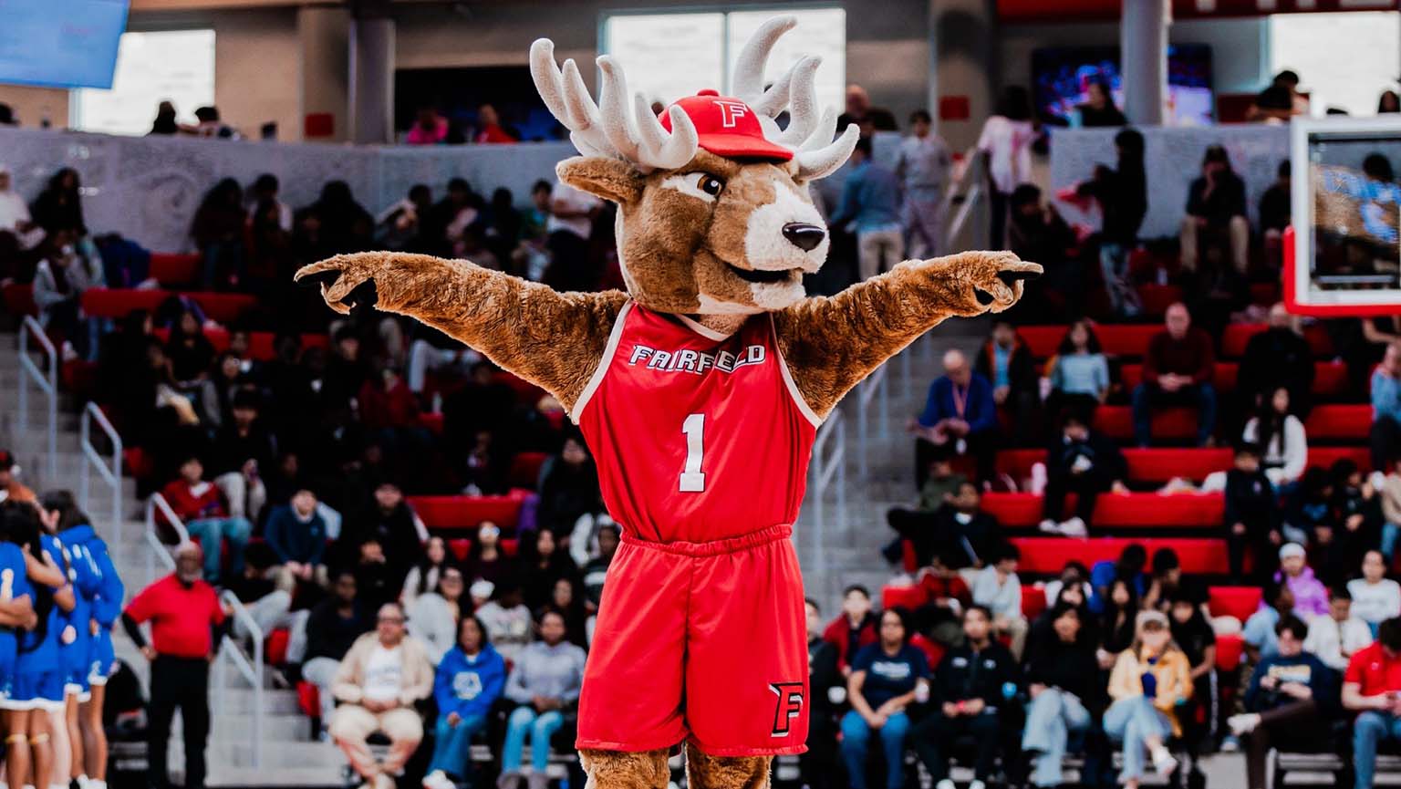  Lucas the stag performs in an arena, demonstrating impressive athleticism and captivating the audience with his moves.
