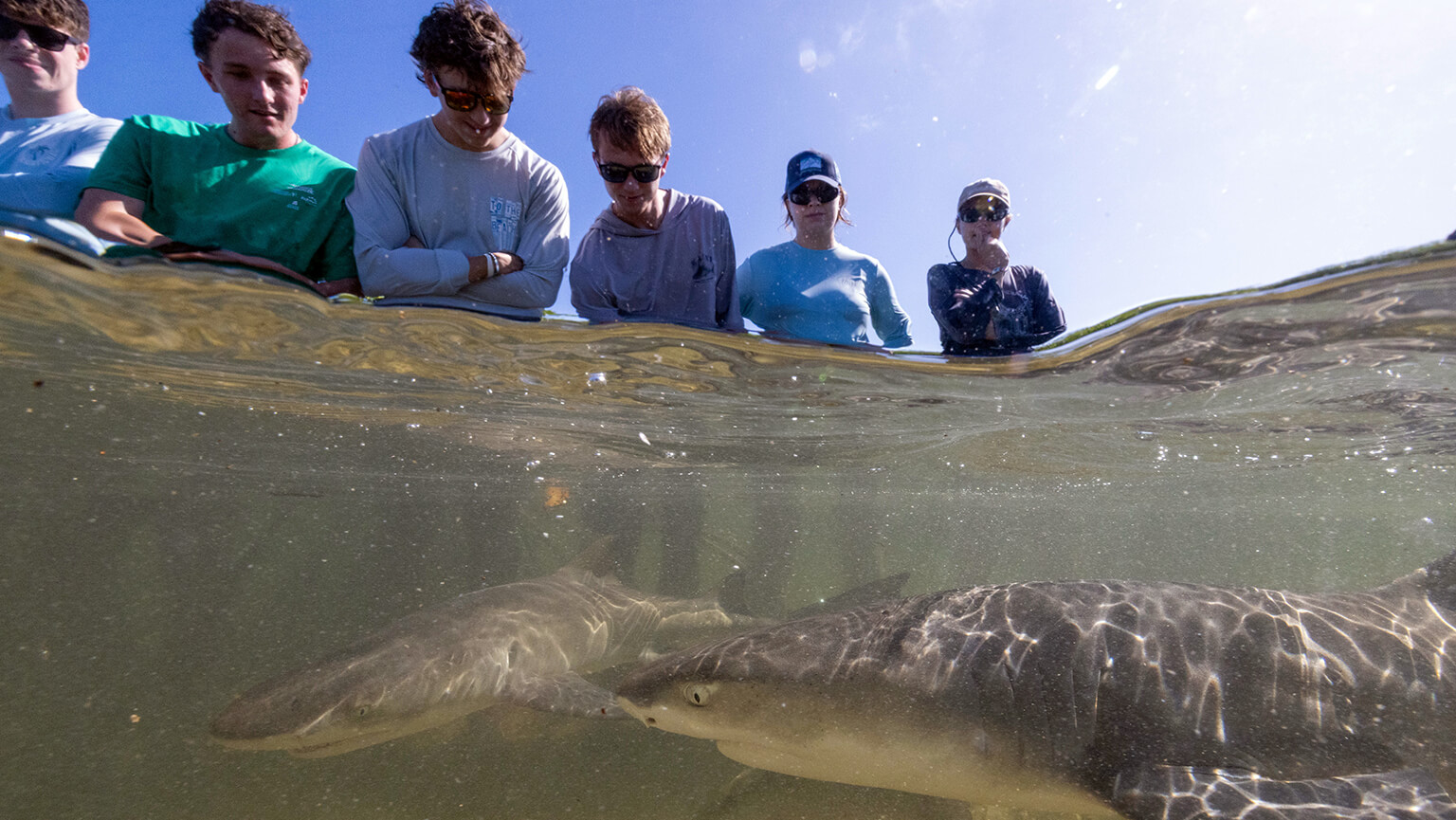 Split-level photo shows six students peering into clear blue water as lemon juvenile sharks swims below, with sunlight rippling across its back.