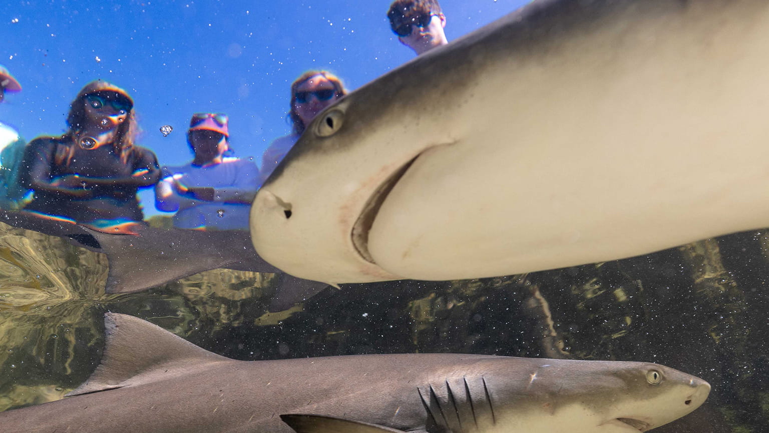 Underwater view of snorkelers leaning over a boat as a large ray glides close beneath them in clear blue water, creating an adventurous, awe-filled moment.