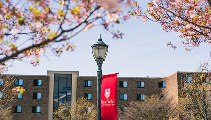 Cherry Blossoms blooming on Fairfield campus