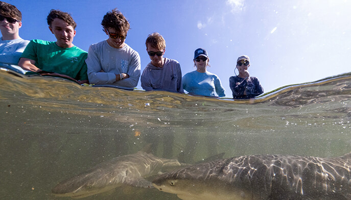 Split-level photo shows six students peering into clear blue water as lemon juvenile sharks swims below, with sunlight rippling across its back.