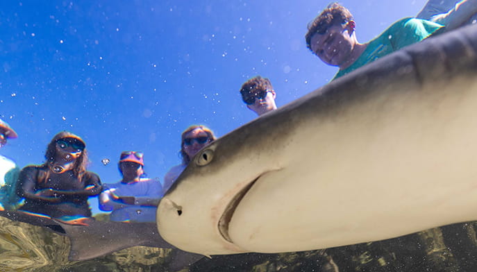 Underwater view of snorkelers leaning over a boat as a large ray glides close beneath them in clear blue water, creating an adventurous, awe-filled moment.