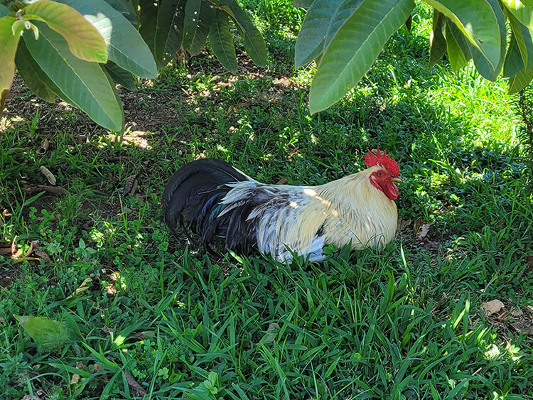 A white-and-black rooster with a bright red comb stands in tall grass beneath broad tropical leaves, surrounded by lush green garden foliage.