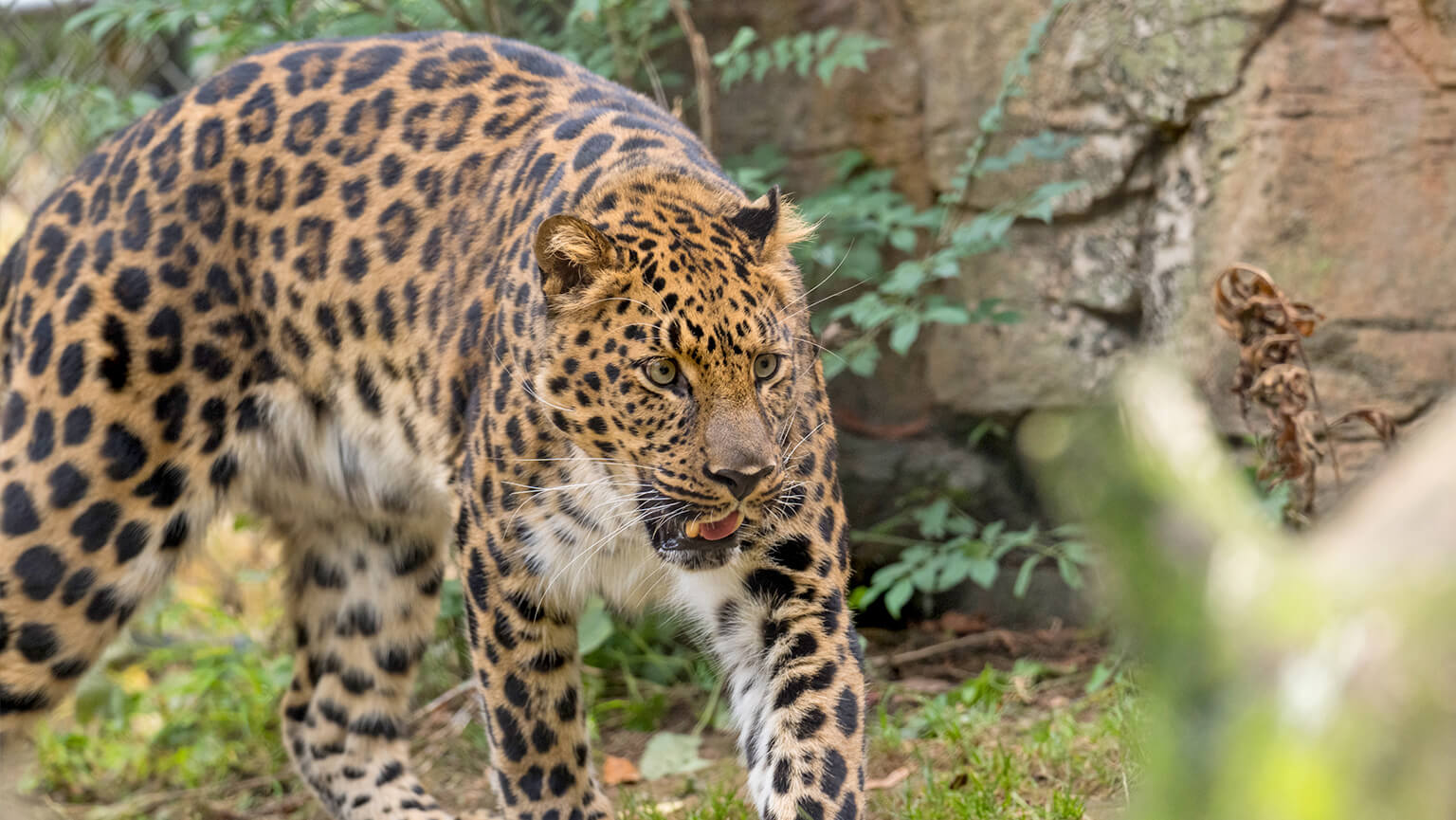 A leopard prowling in a natural setting with dense foliage and a stone backdrop. Its focused gaze and poised stance convey alertness and grace.