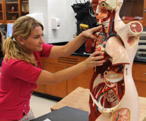 A student examines the inside parts of a human body model.