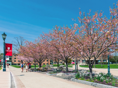 Photo of cherry blossoms trees at Fairfield University