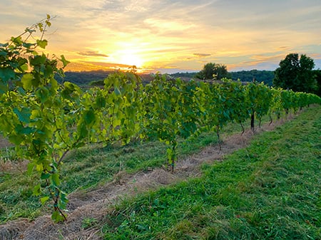 Grape vines at sunset on Aquila’s Nest Vineyards, a 41-acre, 200-year-old farm in Newtown,Conn.