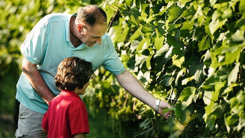 Ardian Llomi ’11, MS’14 and his son Alex search for beetles on their Baco Noir grape vines.