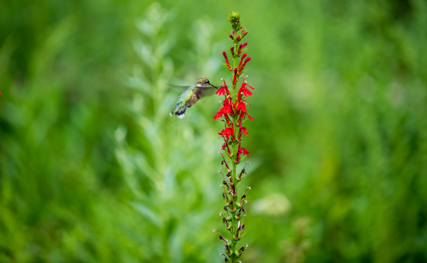 A hummingbird drinks nectar from a red cardinal flower (Lobelia cardinalis).