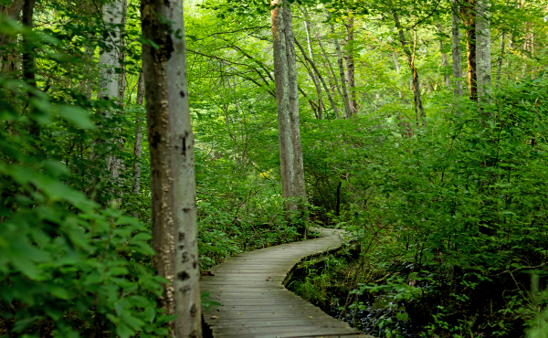A wooded path at the Roy and Margot Larsen Audubon Sanctuary in Fairfield, Conn. where the flowers studied in Dr. Klimas’ field guide were photographed