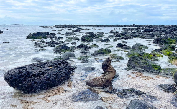 A young sea lion in La Loberia beach, San Cristóbal Island, the easternmost island in the Galápagos archipelago.