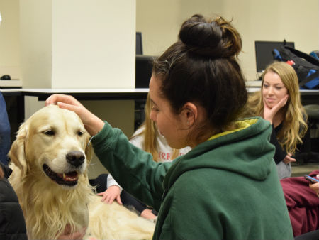 student with therapy dogs