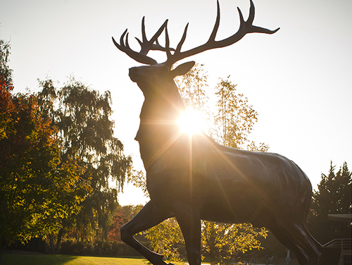 Photo of Stag Statue