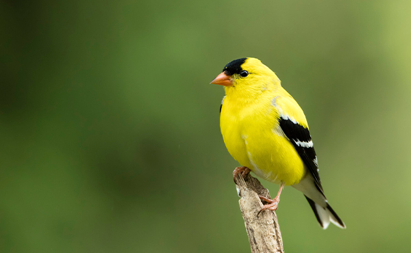 N. Lewis (NPS, Shenandoah National Park), American Goldfinch via https://rb.gy/3o6jjt. Public Domain Mark 1.0