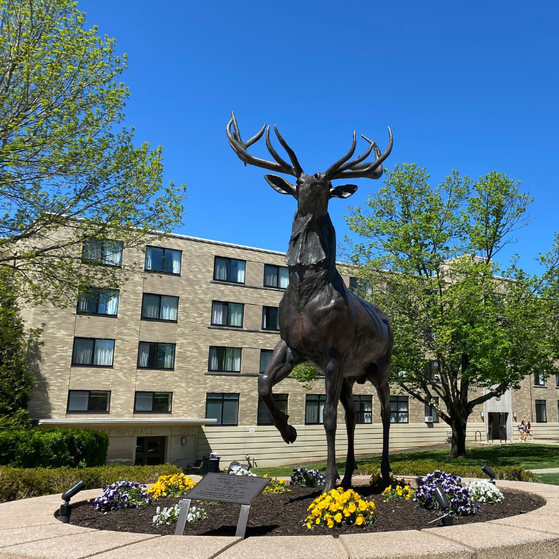 Realistic bronze statue of Fairfield University's mascot, Lucas the Stag.